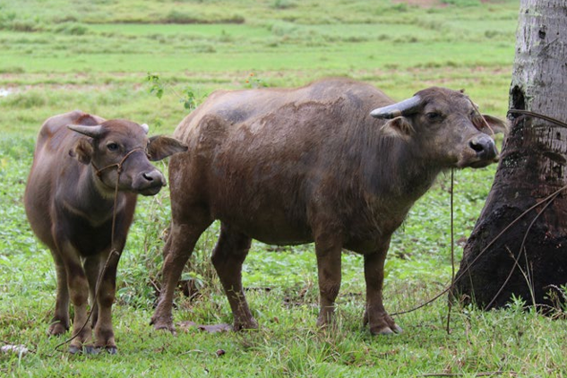 New Insights on Carabao Species in the Philippines