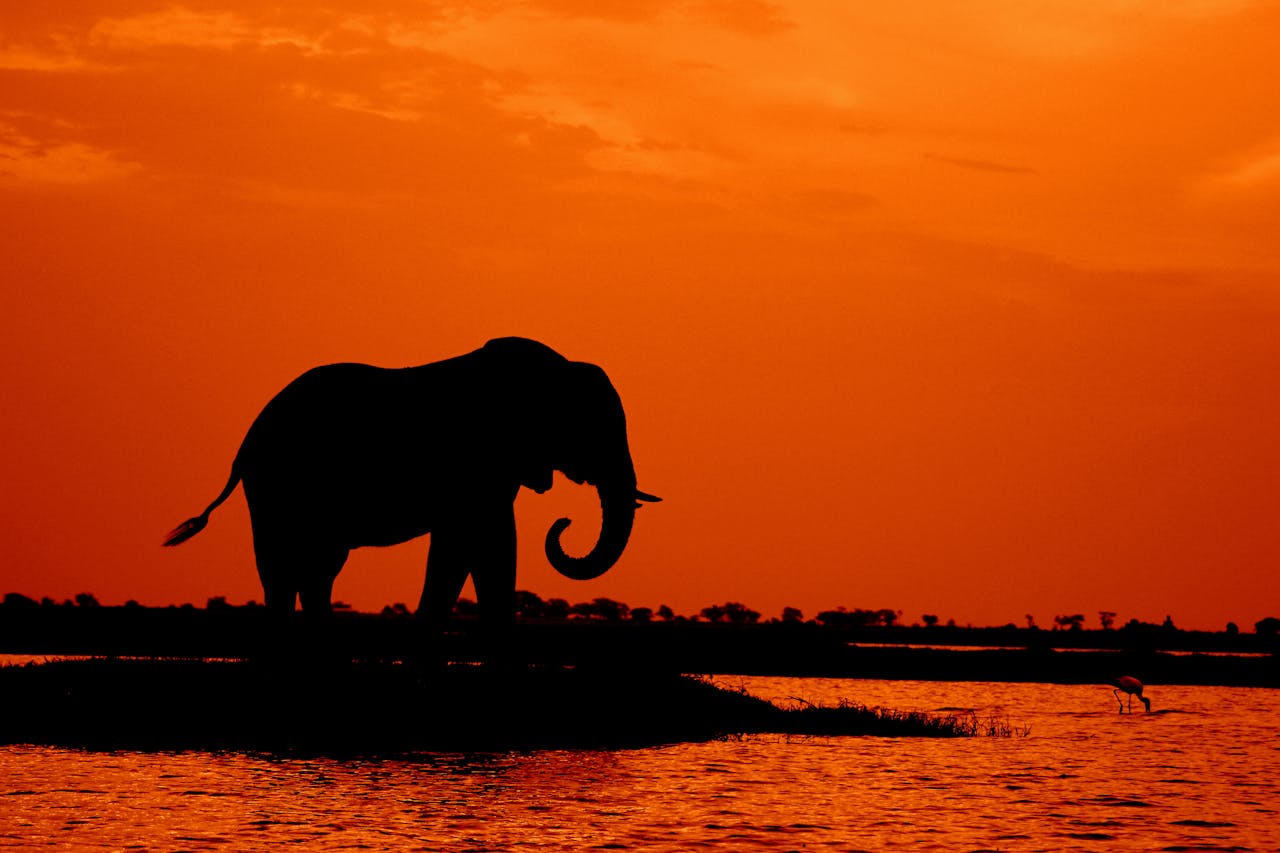 Teenage Elephants Secretly Hiding in the Philippines
