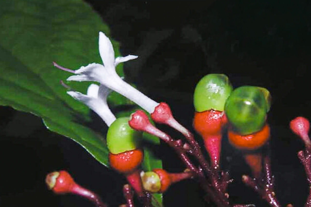 Newly Named Shrub Clerodendrum kelli Faces Extinction in Philippines