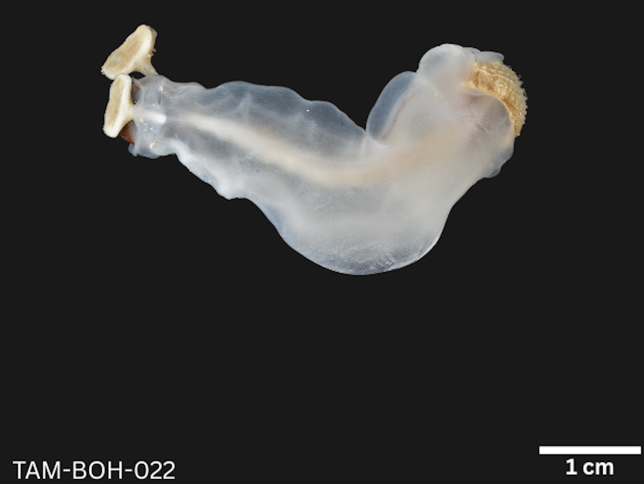 Rare Rock-Eating Clam a Finalist for International Award