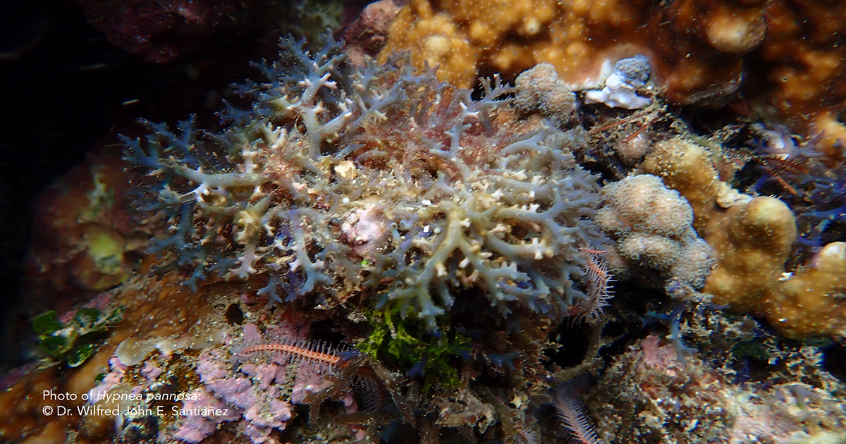 Showcasing Pag-asa Island Biodiversity Online