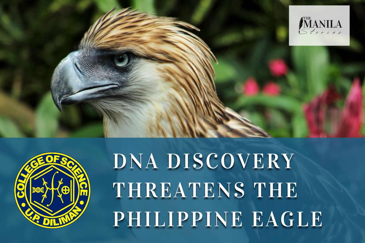 DNA Study Reveals New Threats to Philippine Eagle
