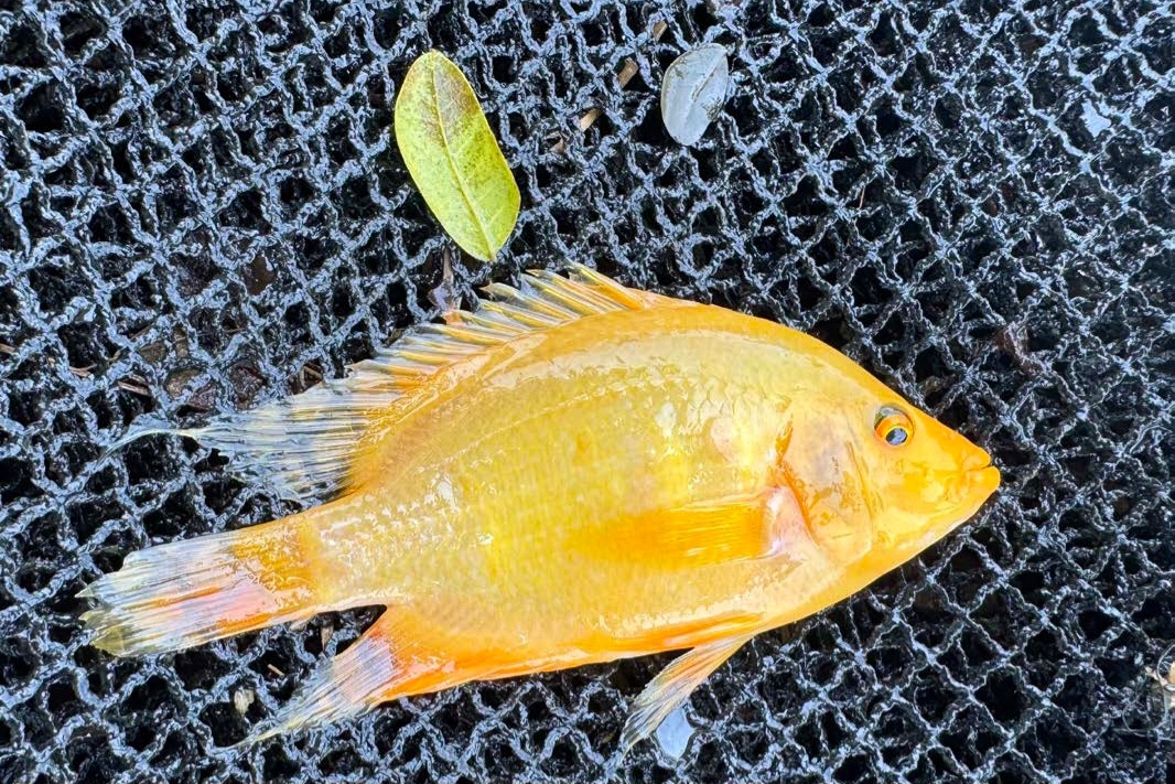 Invasive Flowerhorn Fish Threaten Laguna Lake