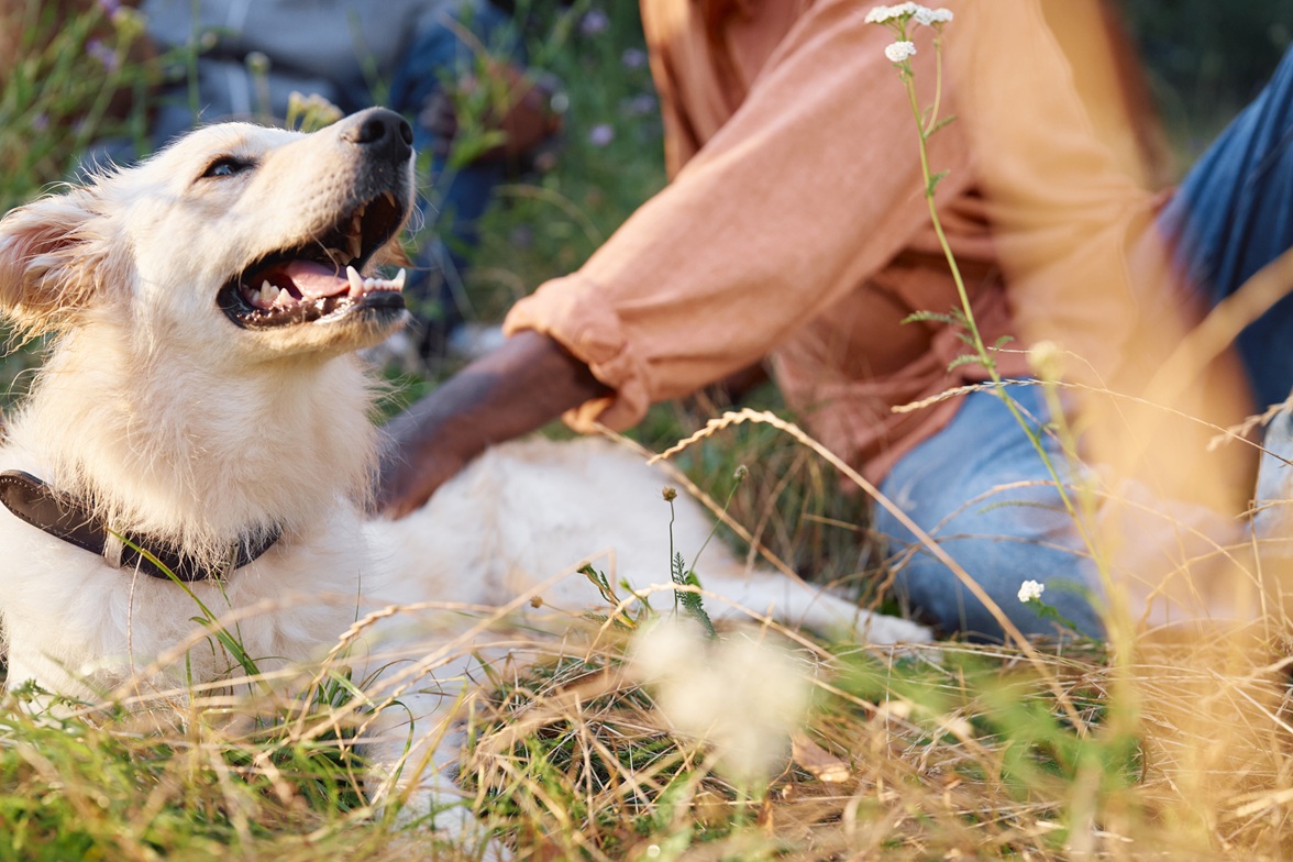 Canine Health on A Rainy Days