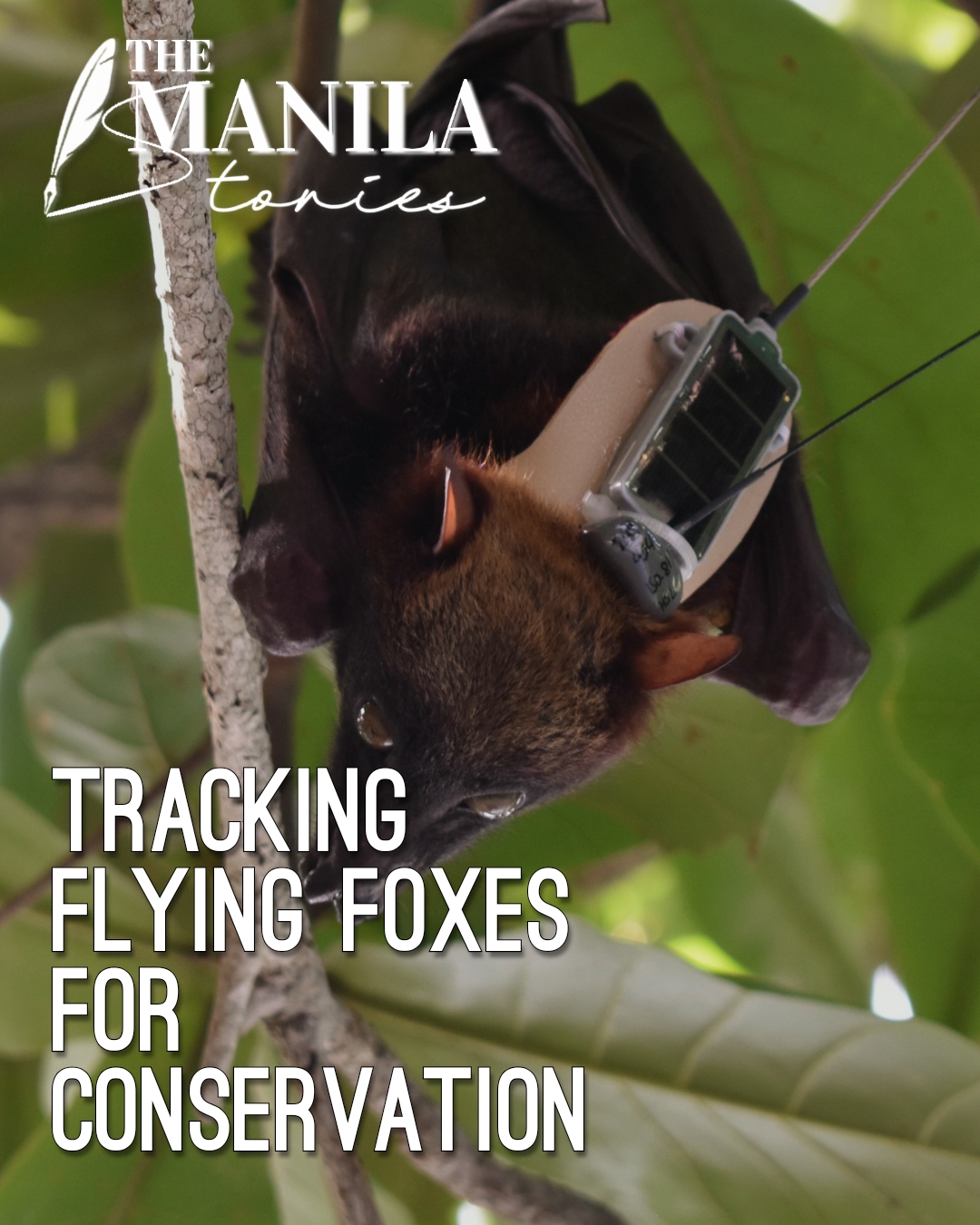 Tracking Flying Foxes for Conservation