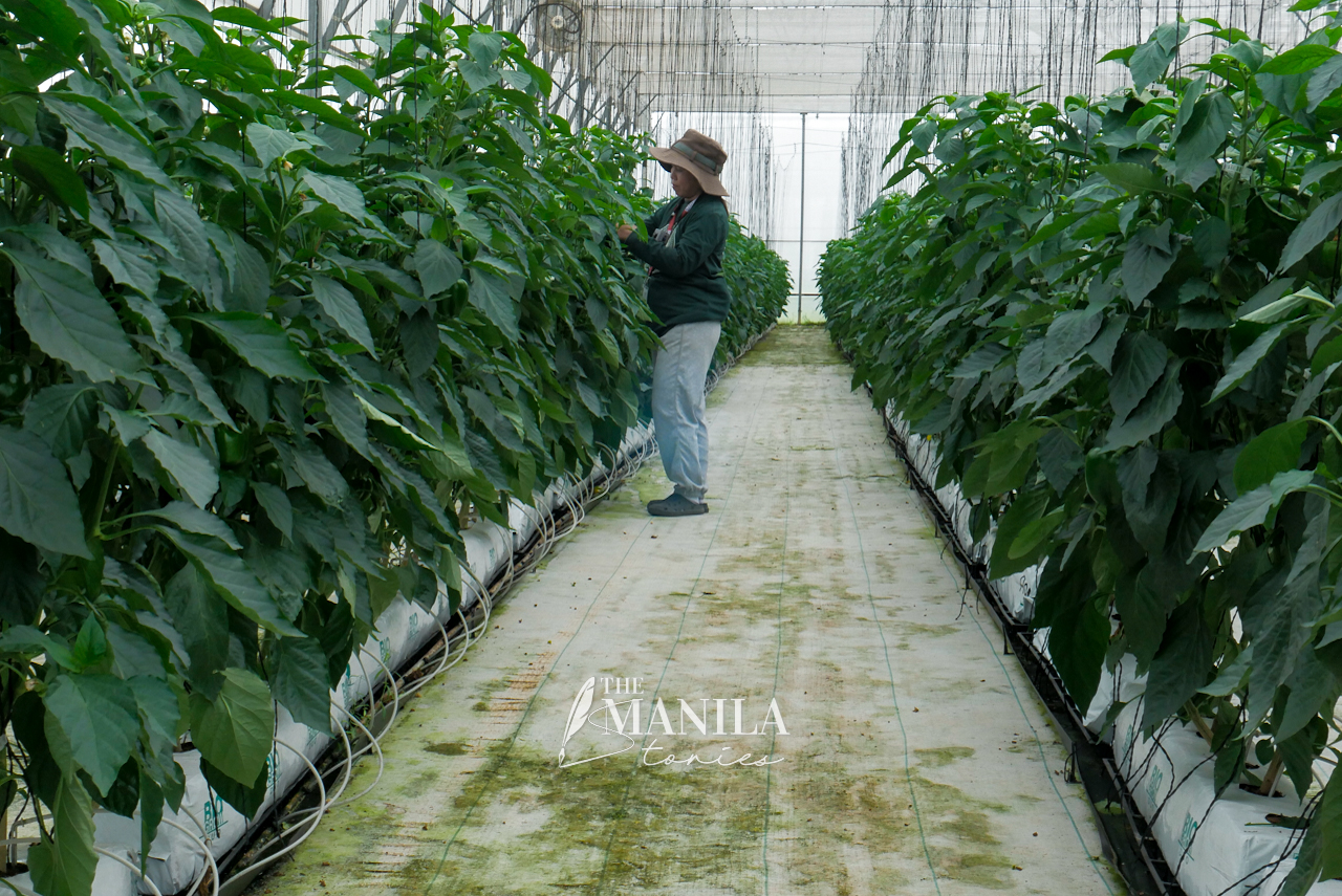 Israel’s Agri Tech Fortifies PH Food